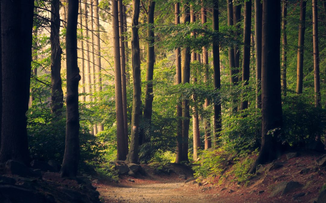 Rasheem Carter WENT MISSING AND captured shirtless in the woods by a trail camera